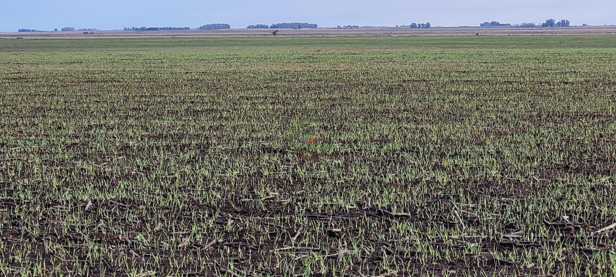 1354 Ha Mixto - Carhue