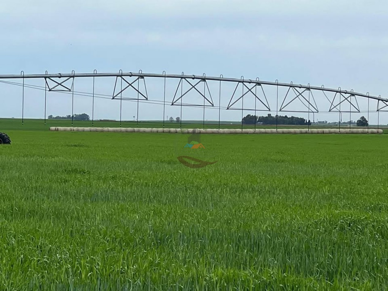 865 Ha Agricolas - Pasman - Coronel Suarez