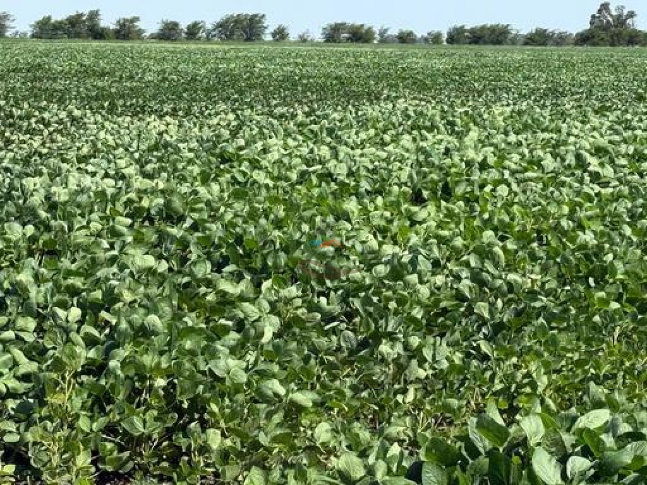 164 ha Agricolas - Carlos Casares - Ordoqui