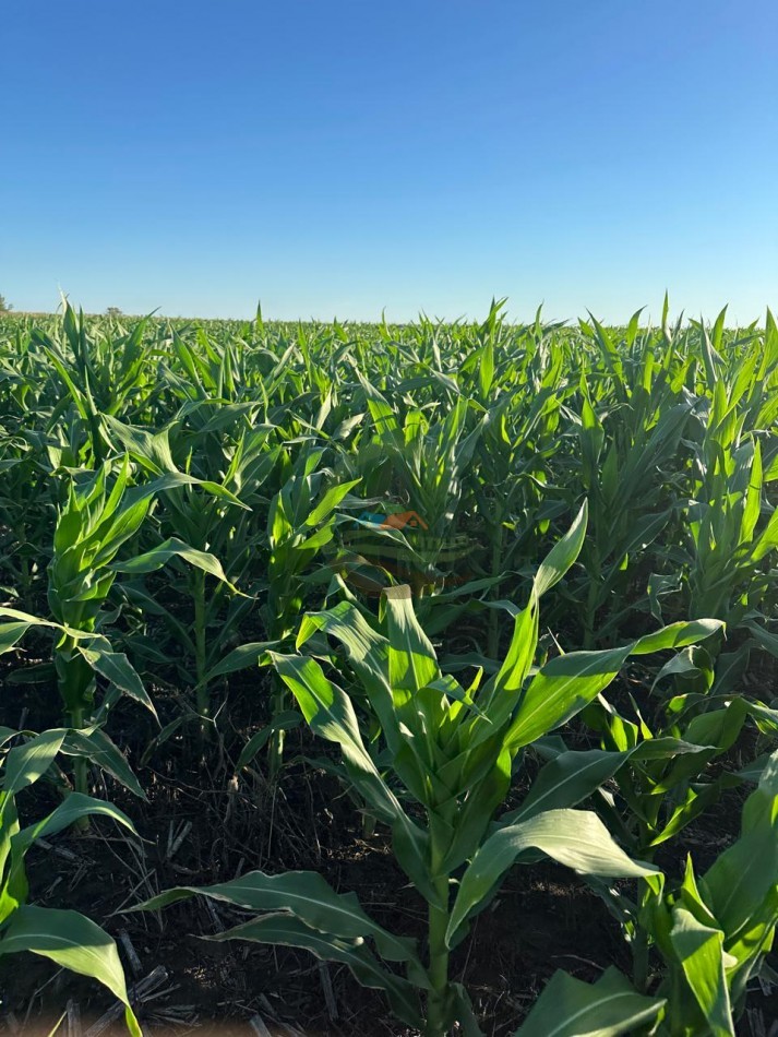262 Ha Agricolas - Gonzalez Moreno - Rivadavia