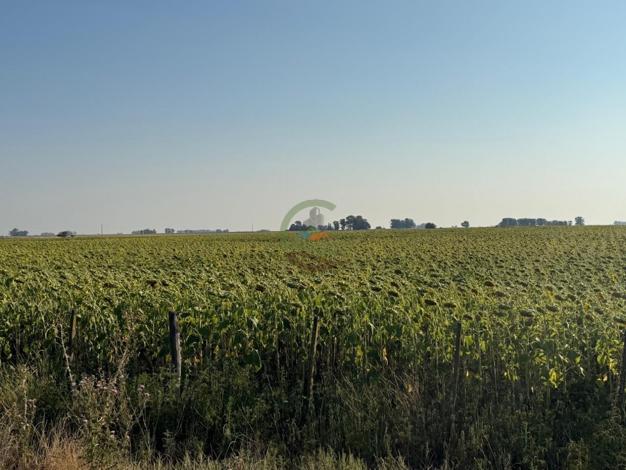 1698 ha Mixto - Paula - Bolivar