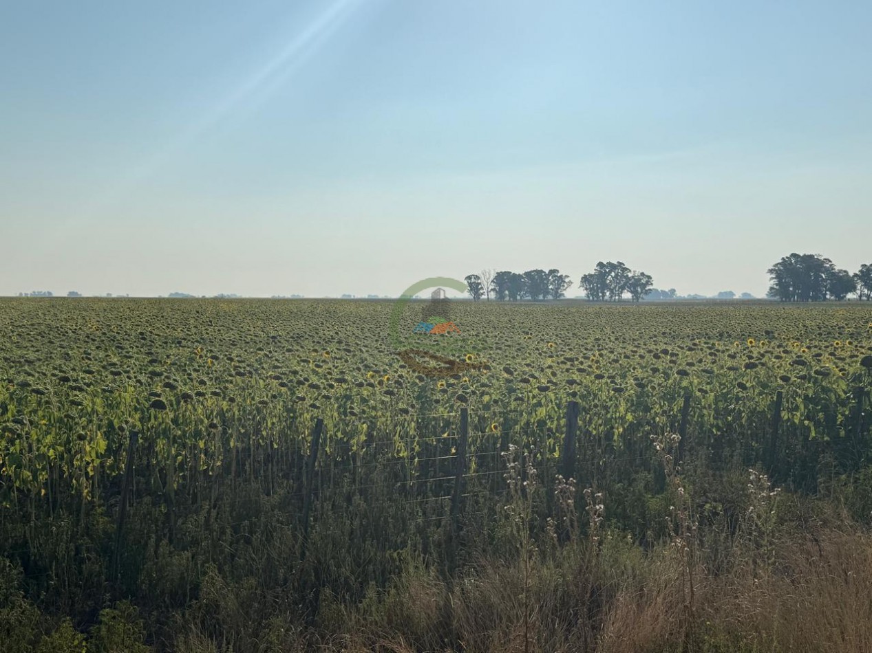 1698 ha Mixto - Paula - Bolivar