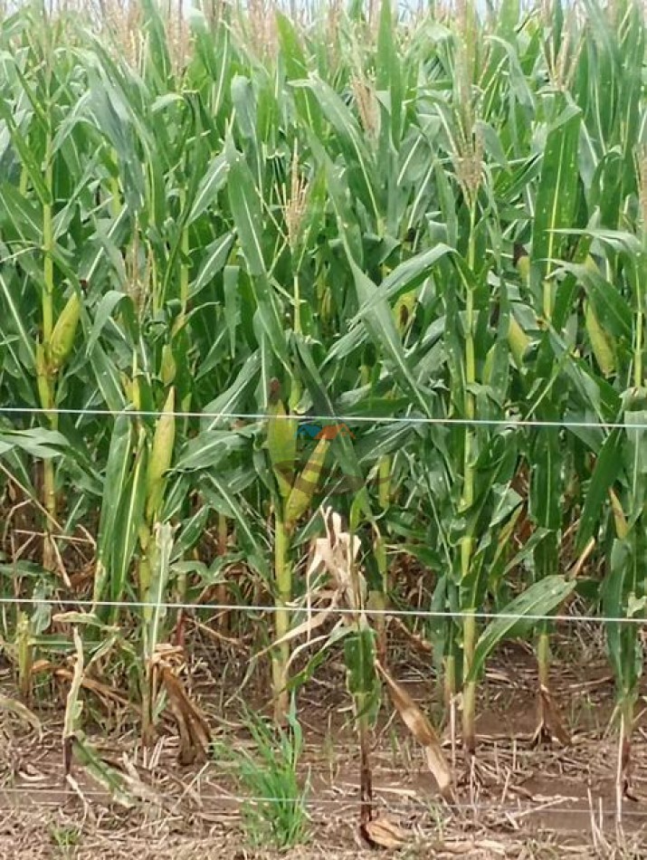 378 Ha Mixto - Realico - La Pampa