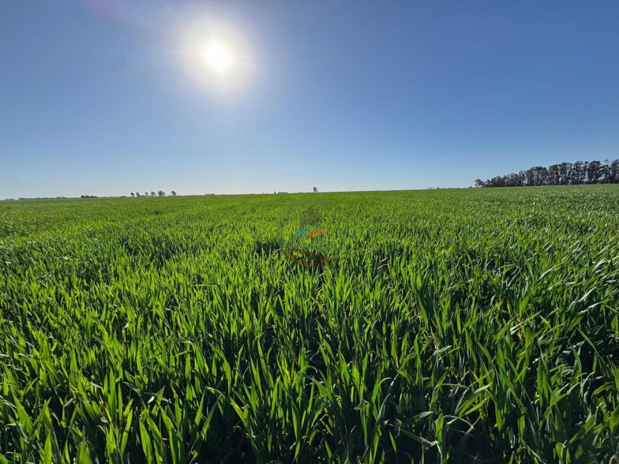 809 Ha Agricolas - Coronel Dorrego