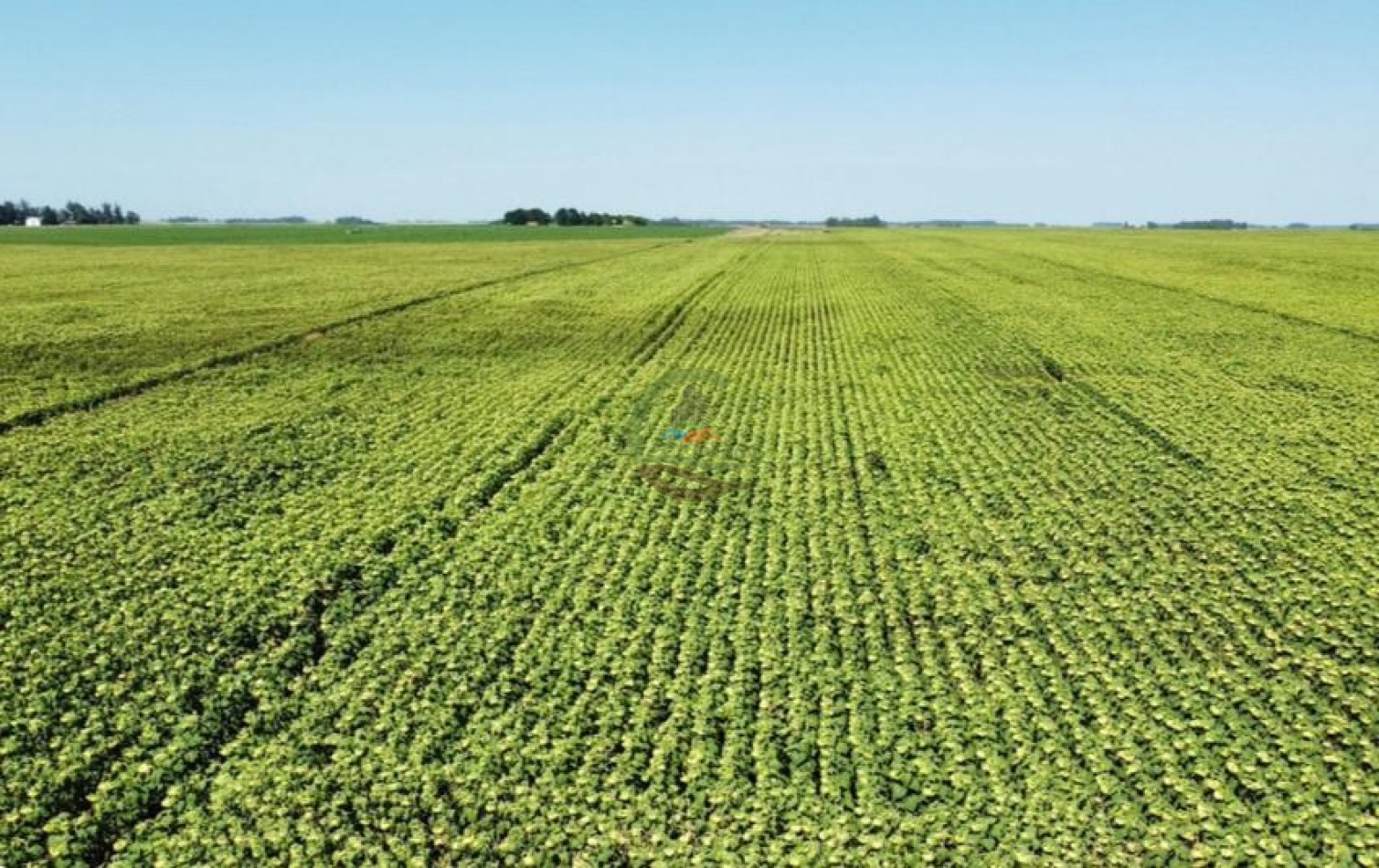 100 Ha Agricolas - San Agustin - Balcarce 