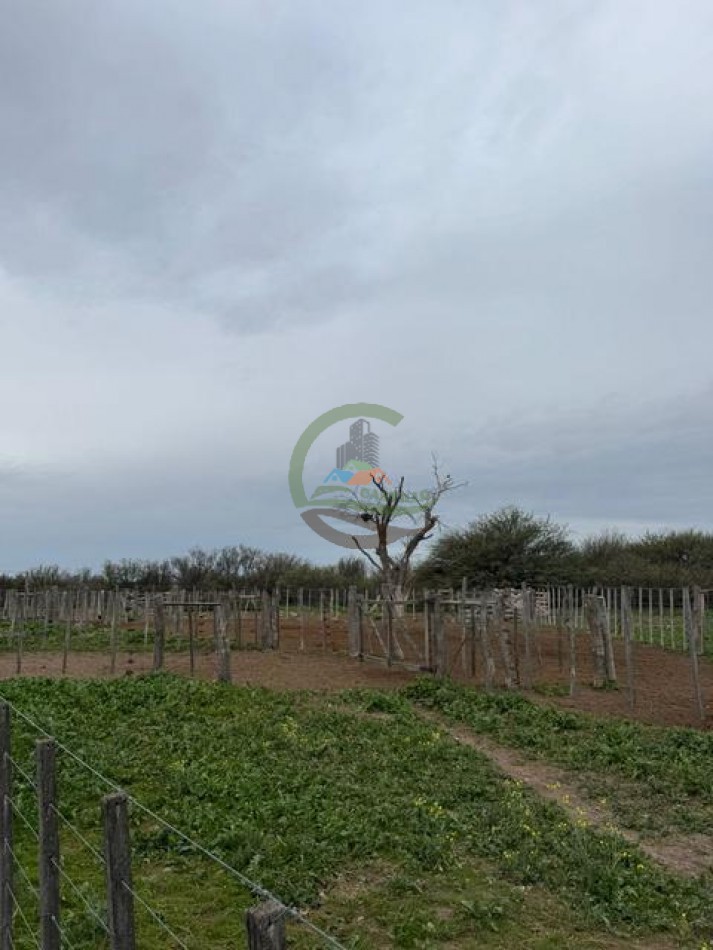 5117 Ha Ganadero - La Adela - La Pampa