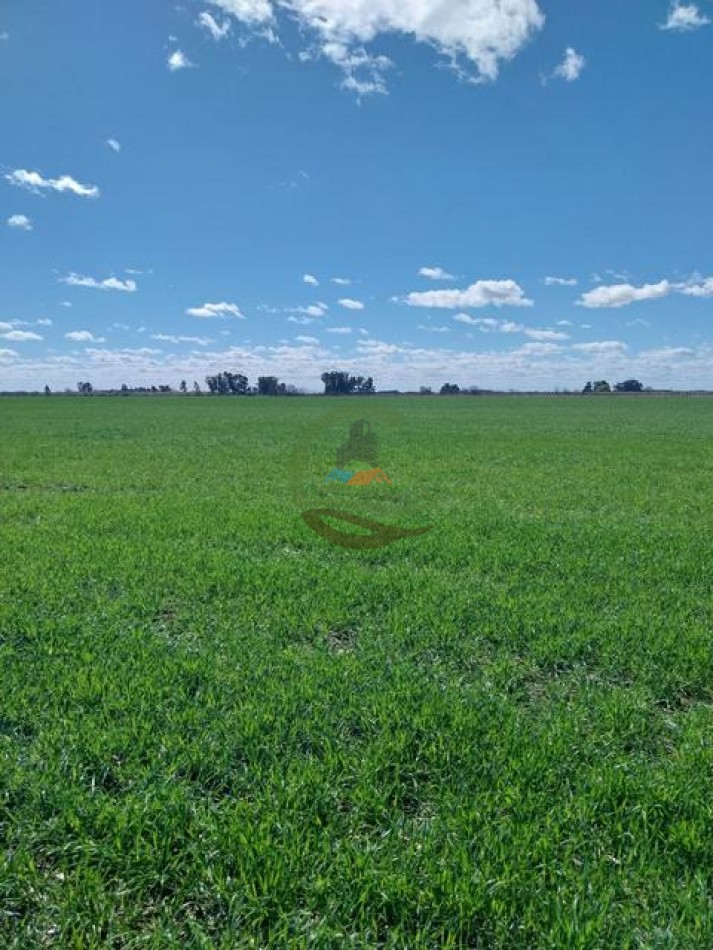 1104 Ha Agricolas - San Miguel del Monte