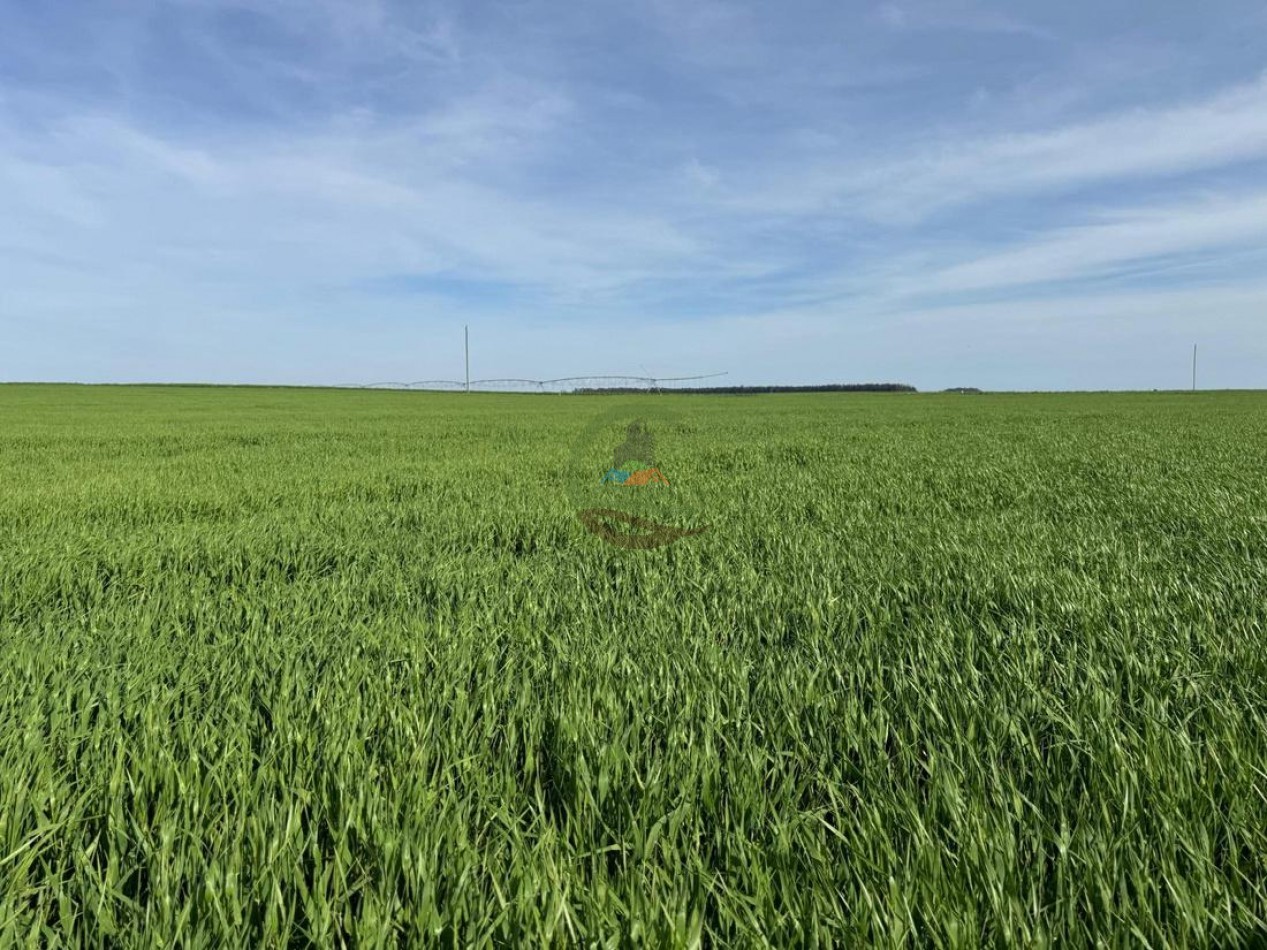520 Ha Mixtas - Necochea