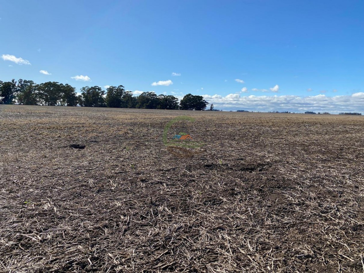 431 Ha Agricolas - De la Canal - Tandil