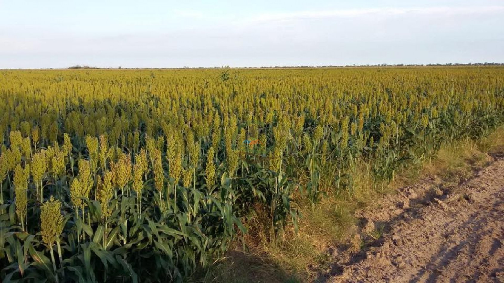 1438 Ha Agricolas - Malbran - Santiago del Estero.