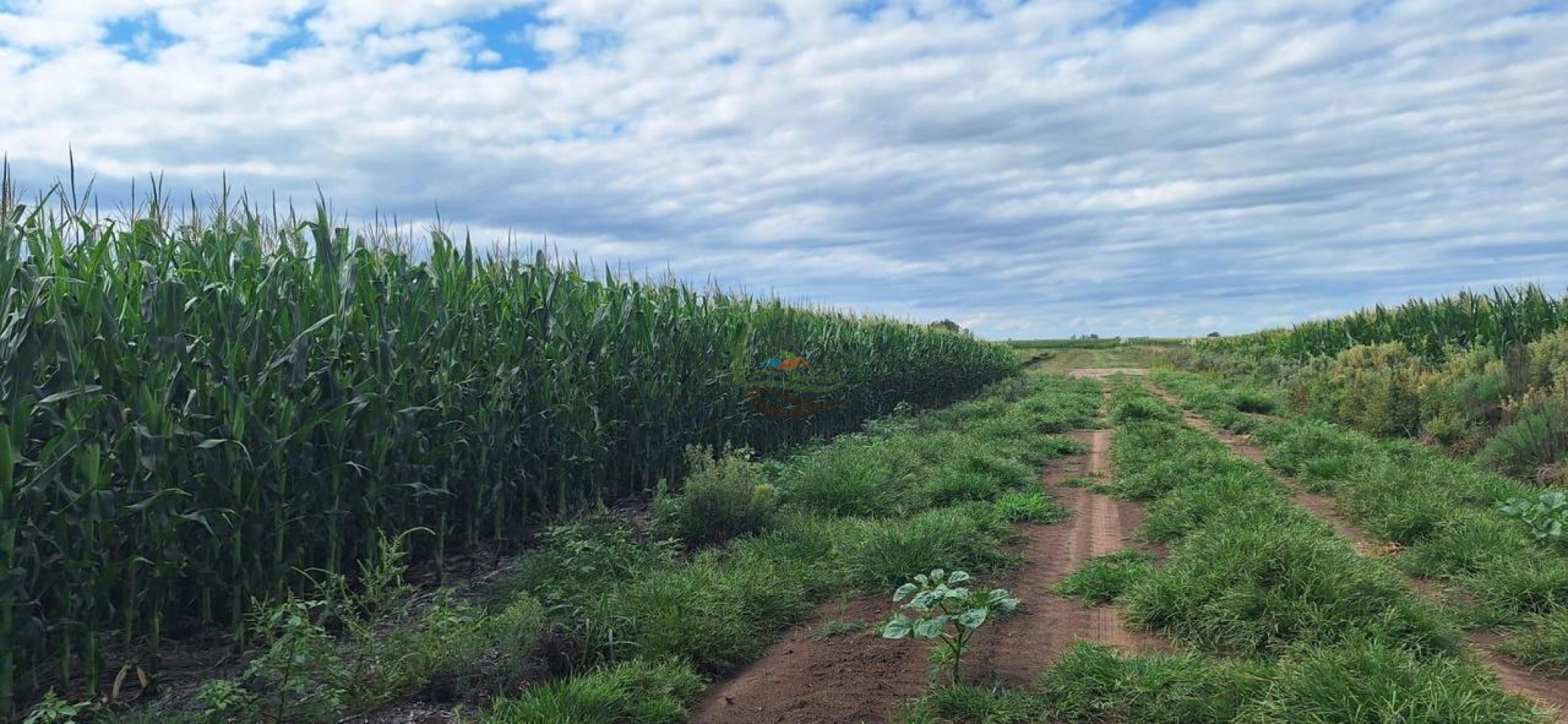 192 Ha Mixto - Daireaux