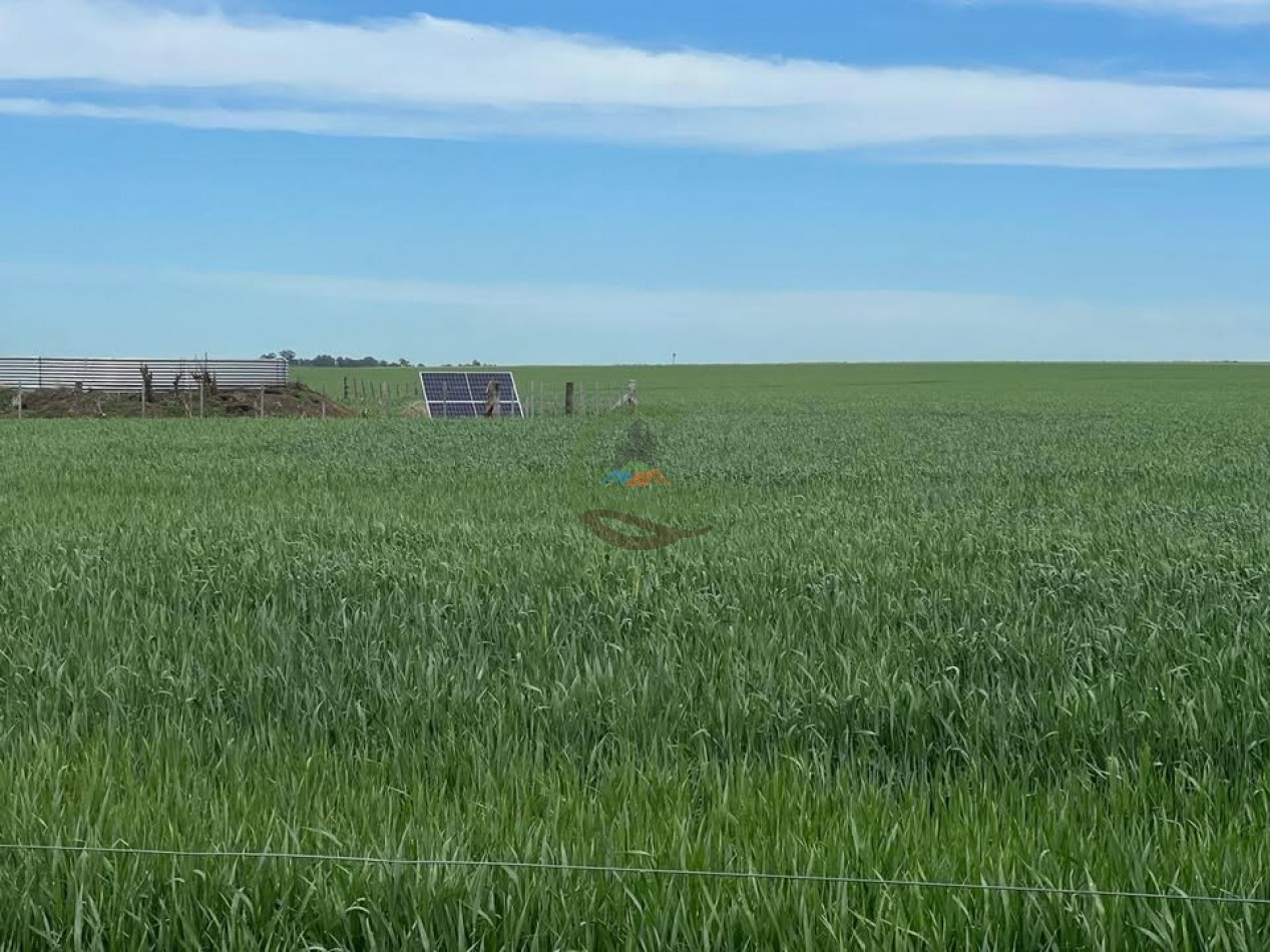 865 Ha Agricolas - Pasman - Coronel Suarez