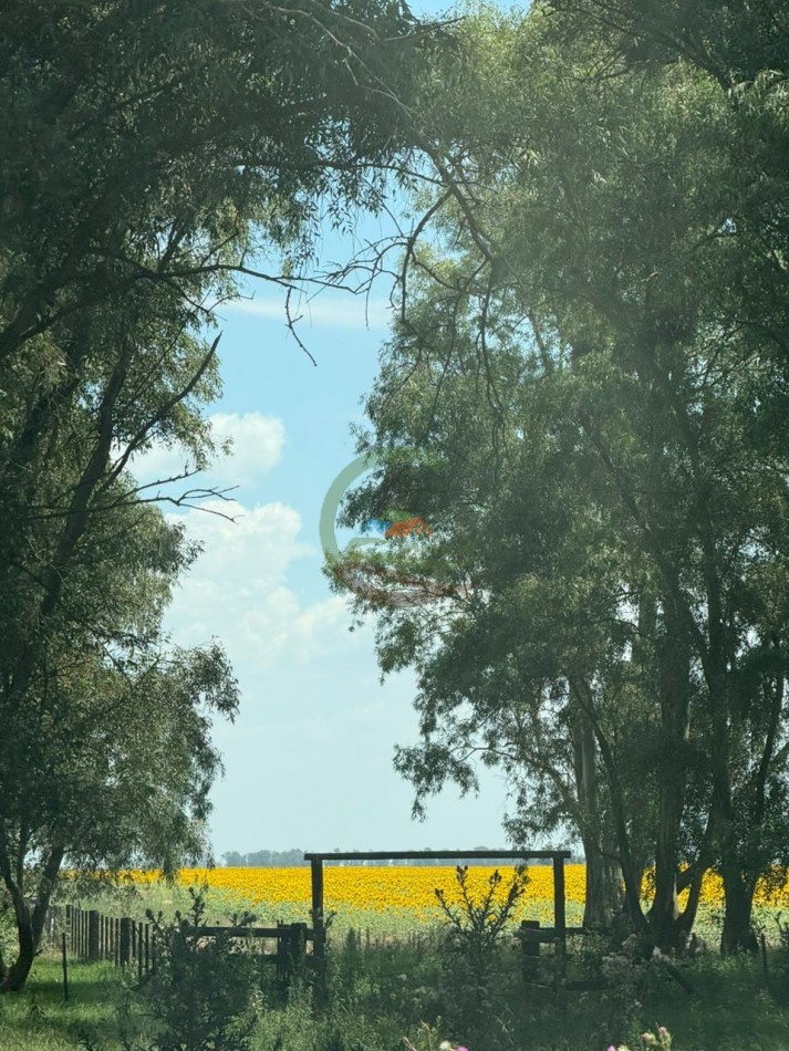 150 Ha Mixto - Urdampilleta - Bolivar