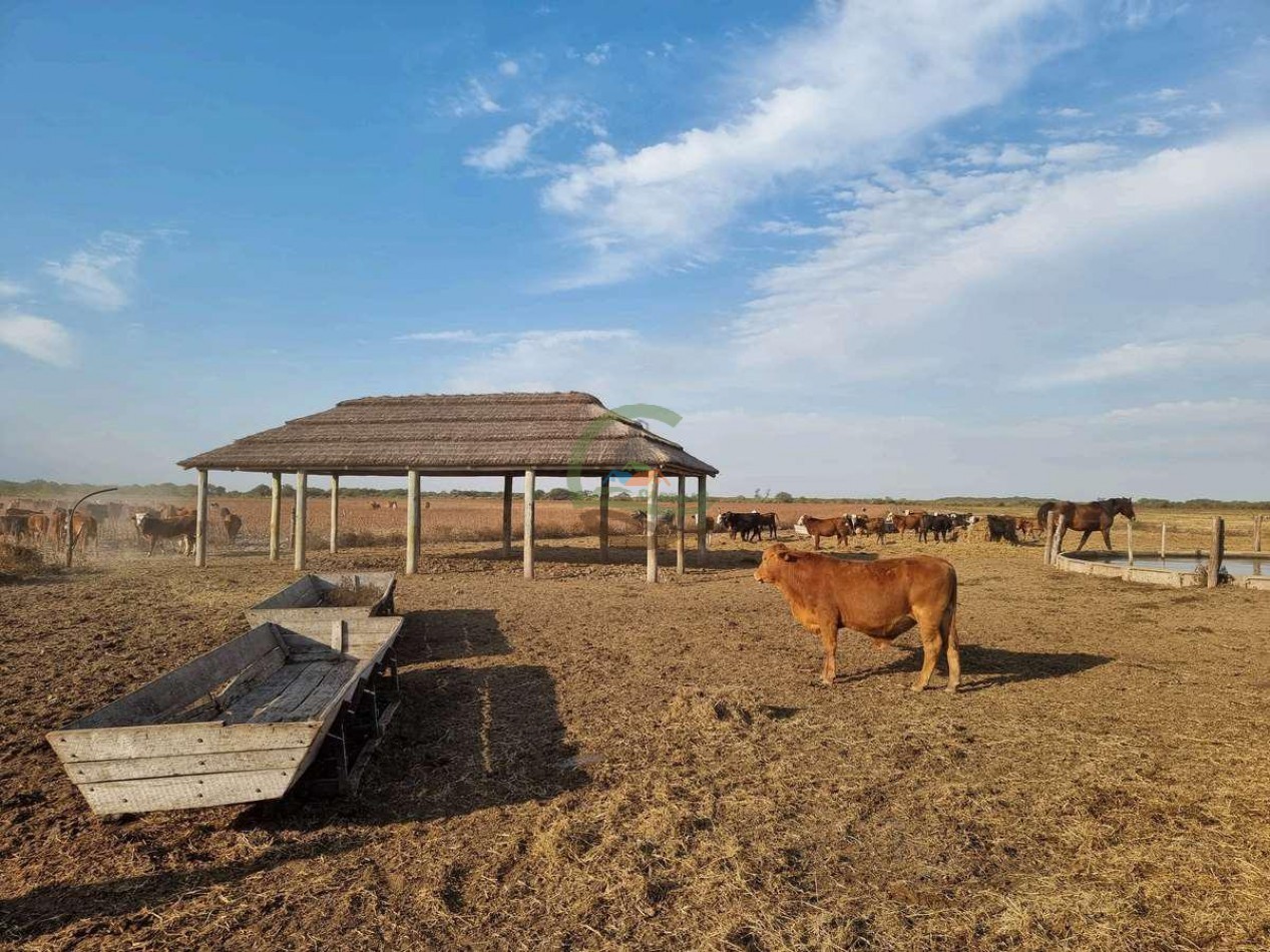400 Ha Ganaderas - Gregoria Perez de Denis - Santa Fe