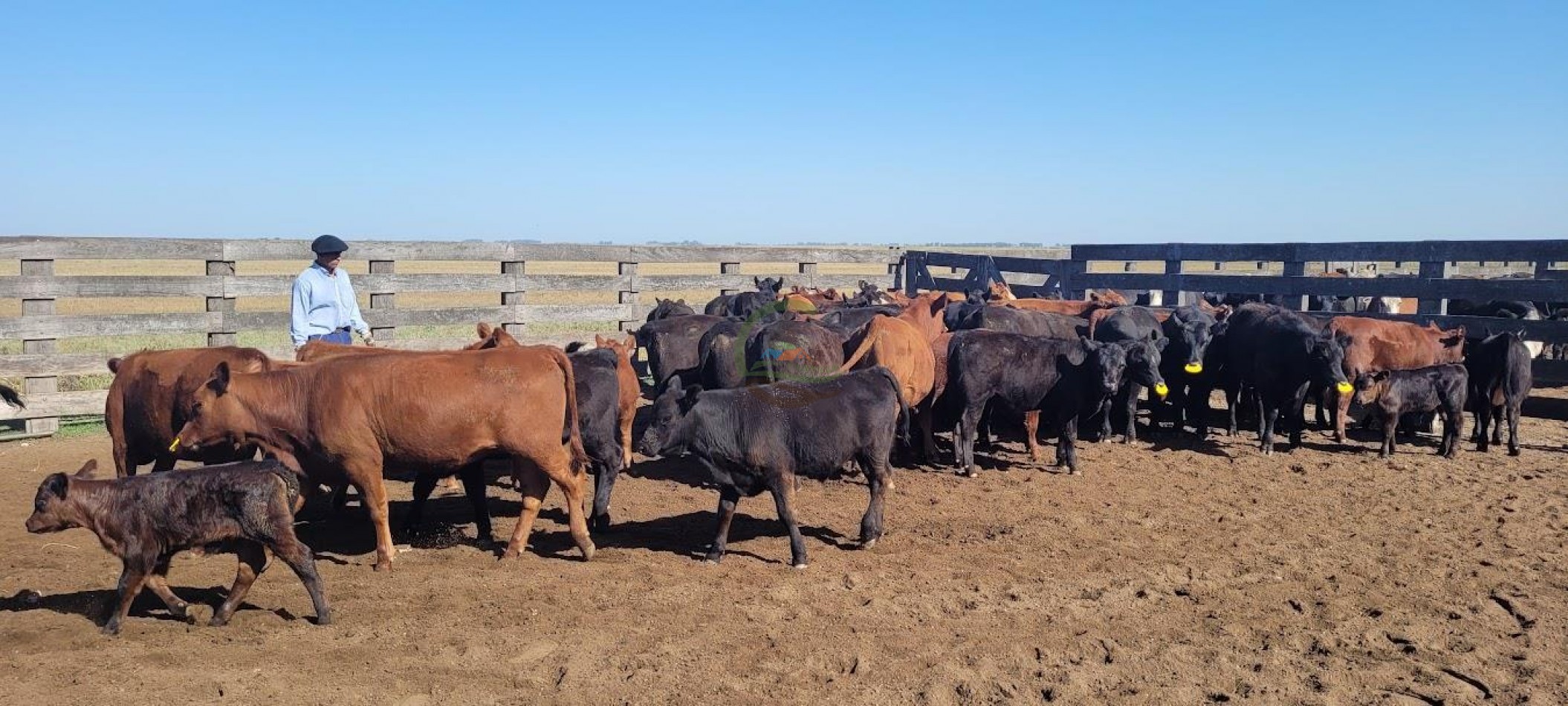 1354 Ha Mixto - Carhue