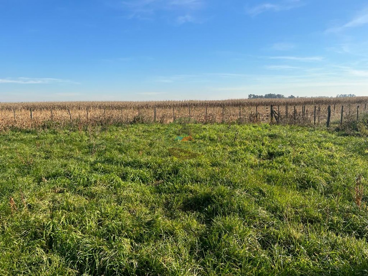377 Ha Agricolas - San Miguel del Monte 