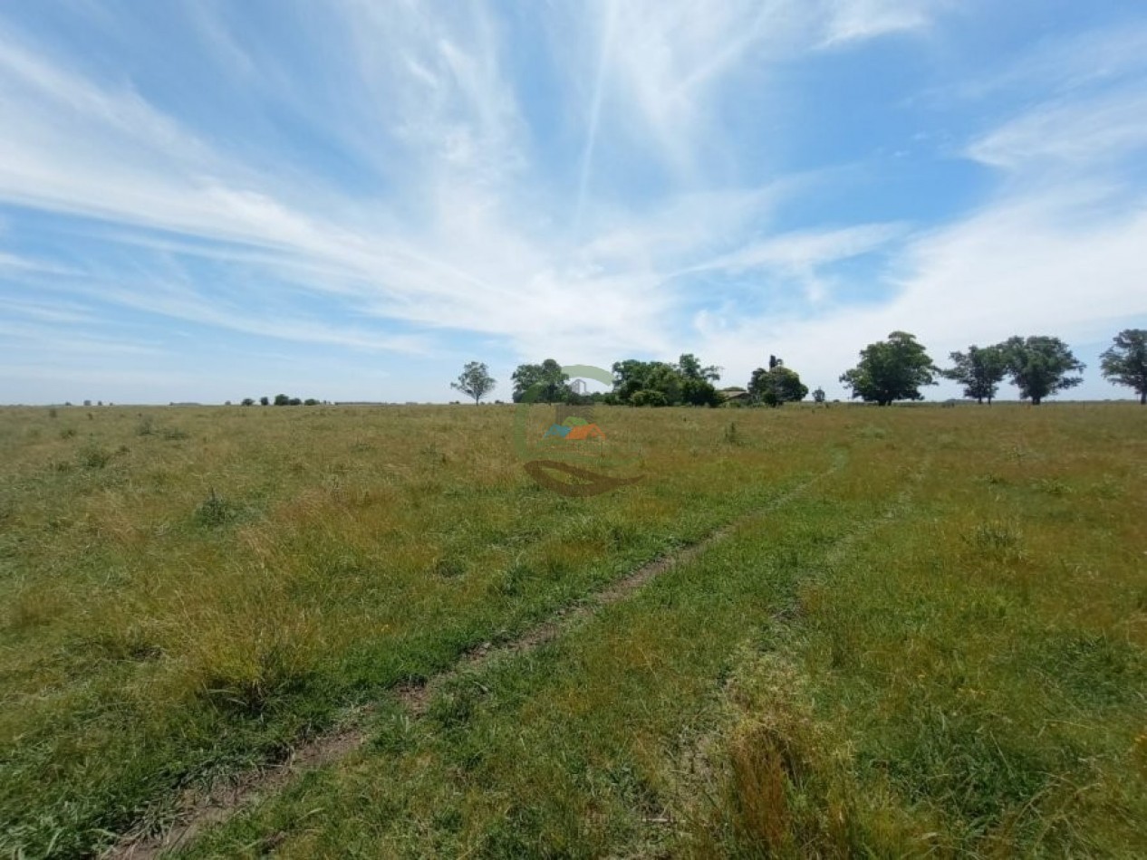 302 Ha Ganadero - Comandante Giribone - Chascomus