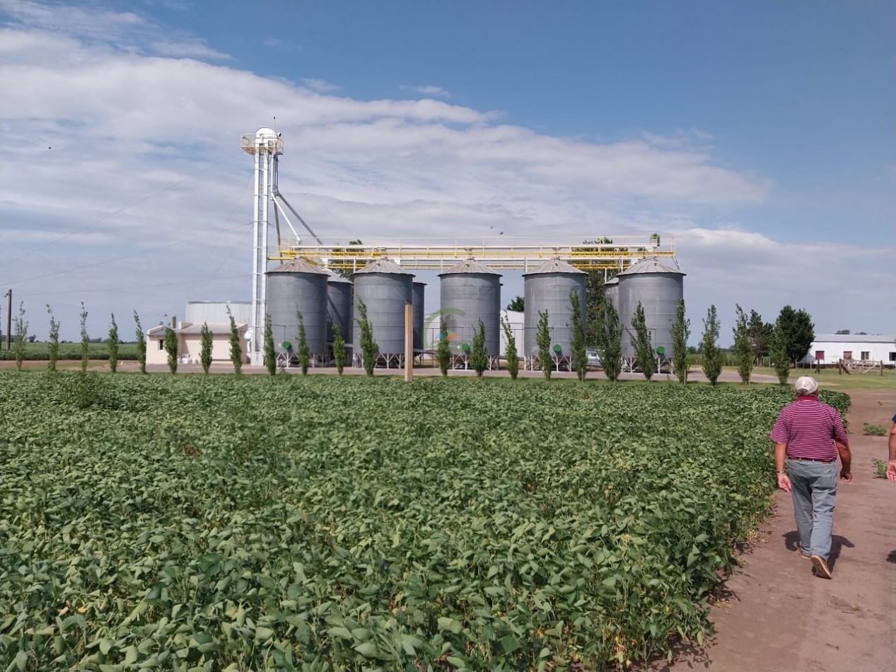 515 ha MIxtas - Pergamino