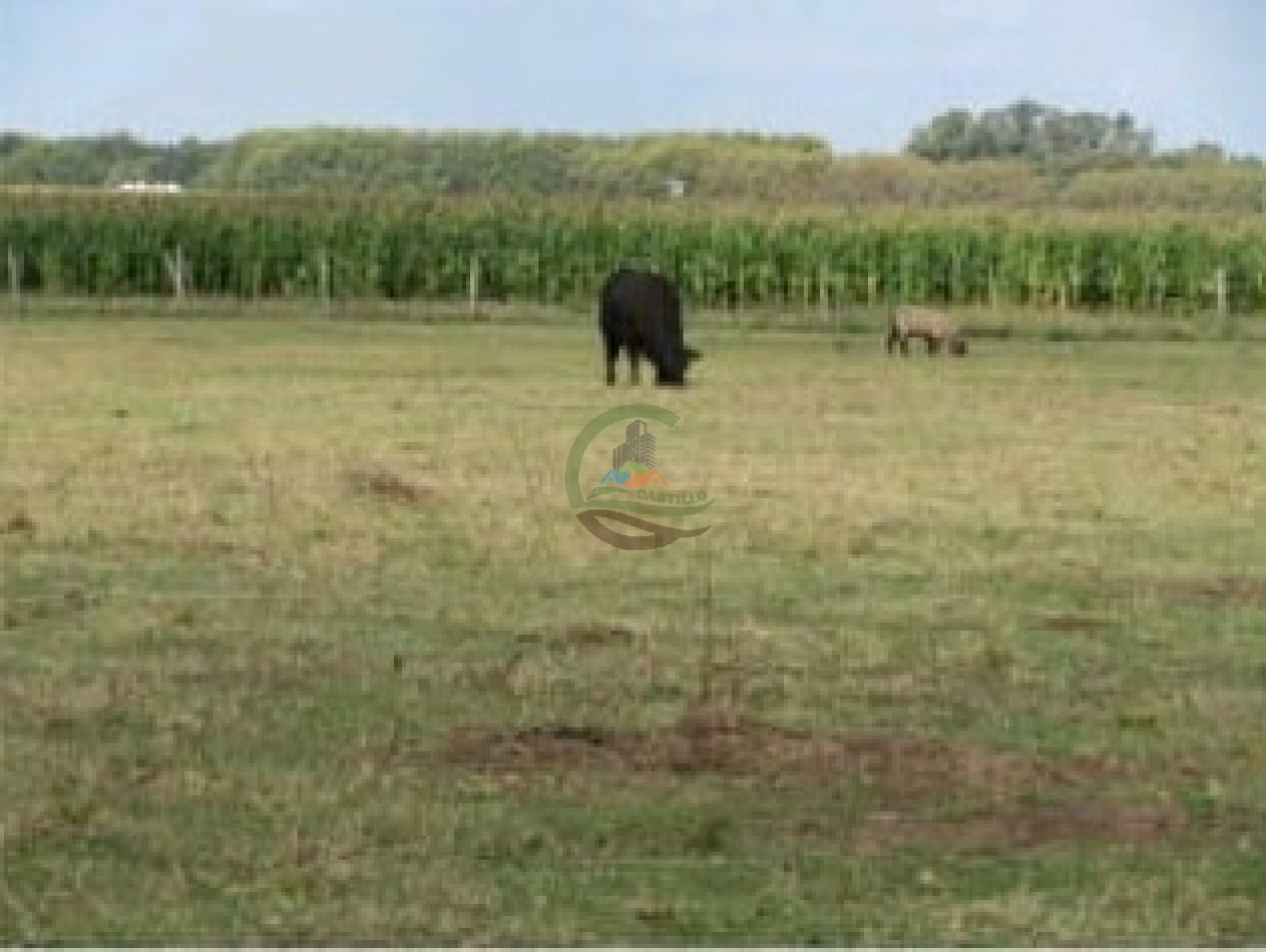 342 Ha Mixtas - San Miguel del Monte