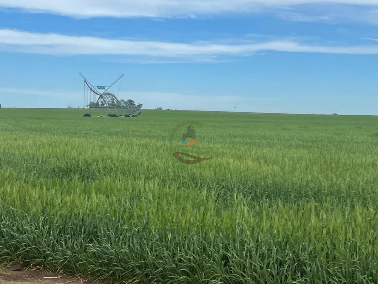 865 Ha Agricolas - Pasman - Coronel Suarez