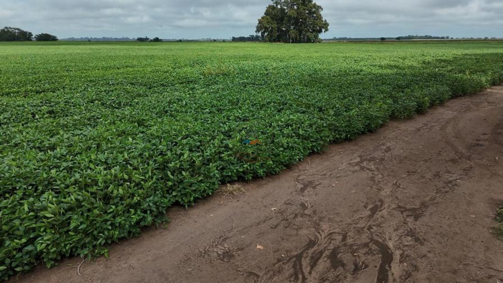 99 ha Mixto - 9 de Julio - Corbett