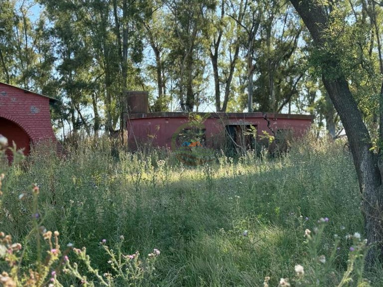 186 HA Mixtas - Hortensia - Carlos Casares