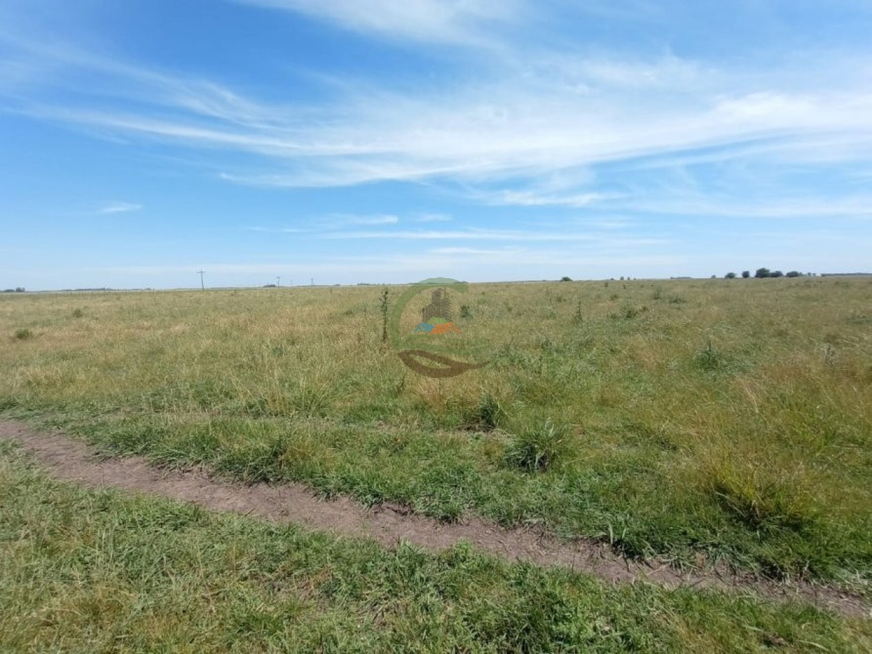 302 Ha Ganadero - Comandante Giribone - Chascomus