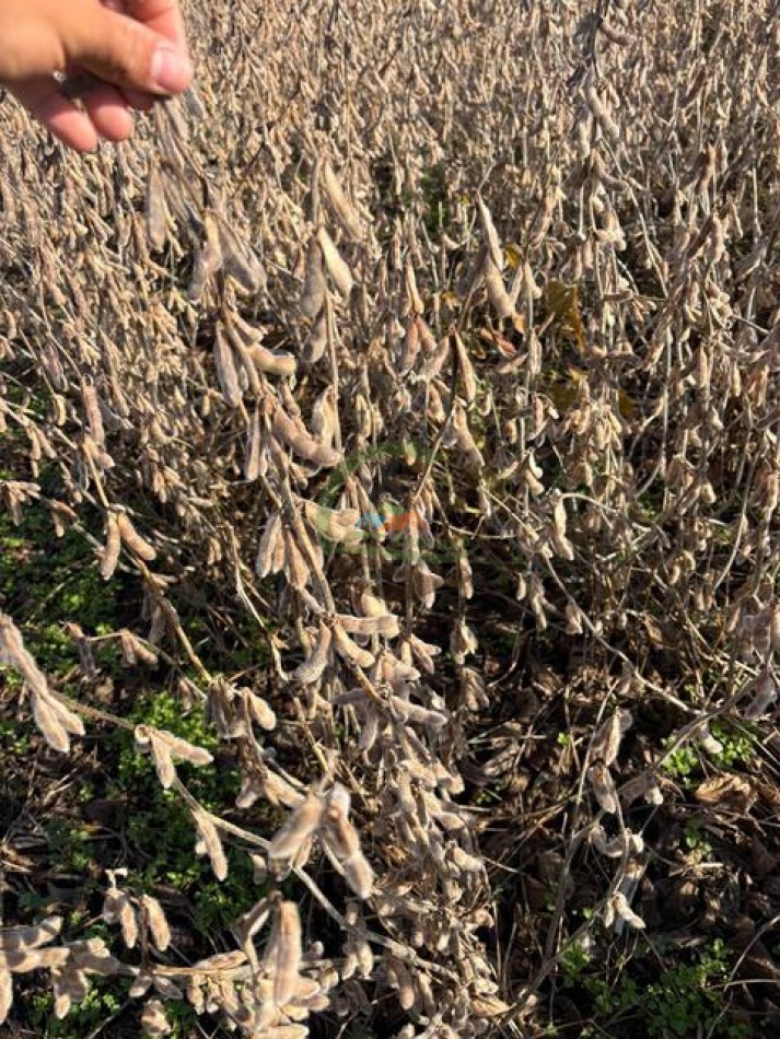 580 Ha Mixto - Pincen