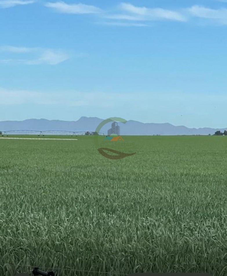 520 Ha Agricolas - Obispo Trejo - Cordoba