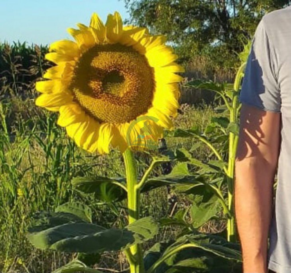 100 Ha Agricolas - Carhue - Alquiler