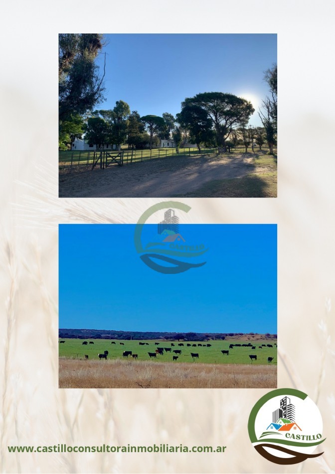 650 ha Mixto - Juan Couste