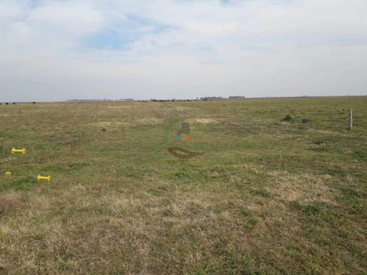 292 Ha Agricolas - Marucha - Carlos Tejedor