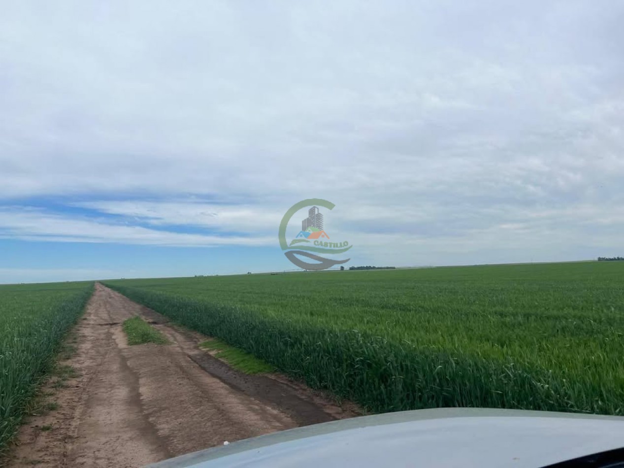 865 Ha Agricolas - Pasman - Coronel Suarez