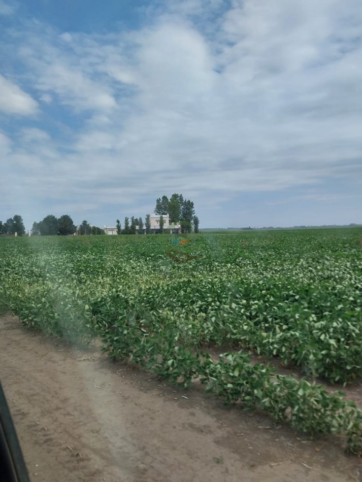 515 ha MIxtas - Pergamino