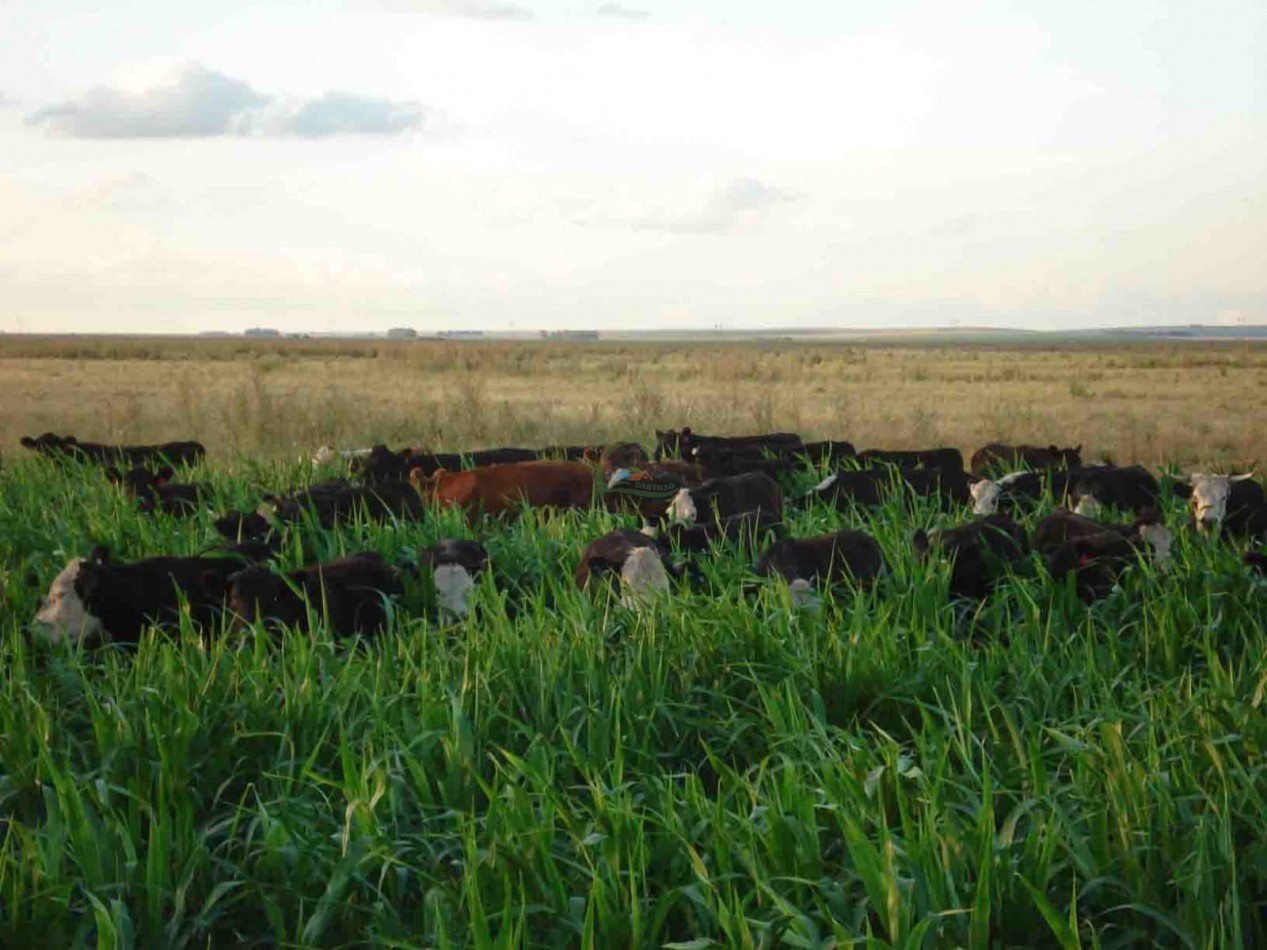 1361 ha Mixta - Olavarria 