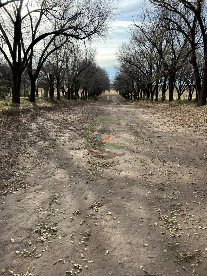 1006 Ha Mixto - Gral Acha - La Pampa