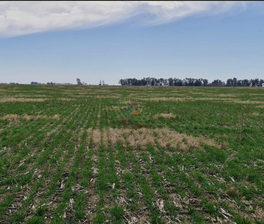 440 Ha Mixta - Crotto - Tapalque