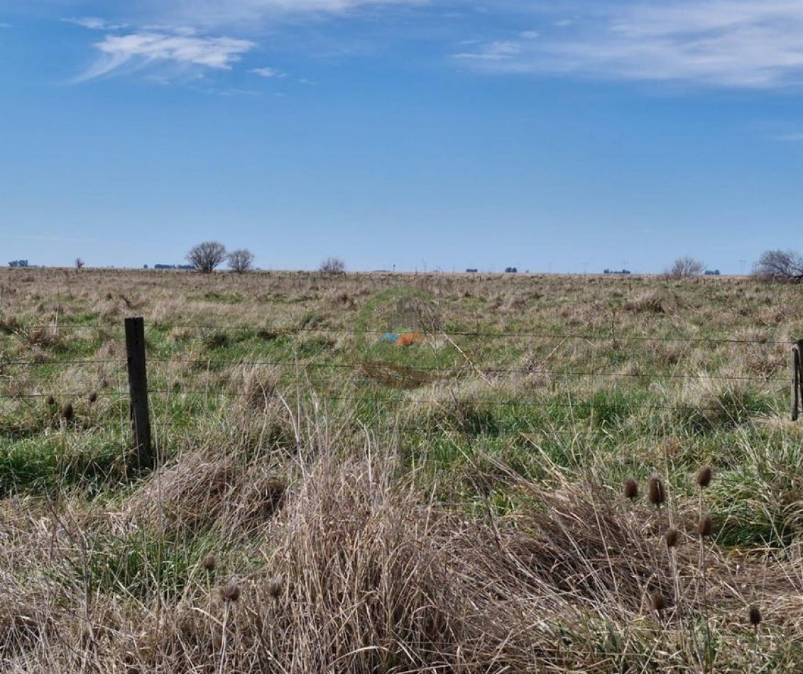 440 Ha Mixta - Crotto - Tapalque