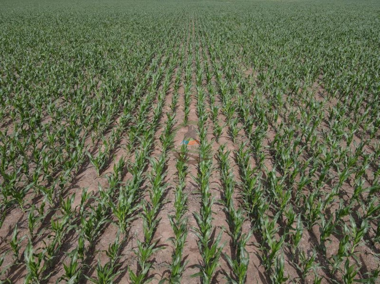 1020 Ha Mixto - Realico - La Pampa