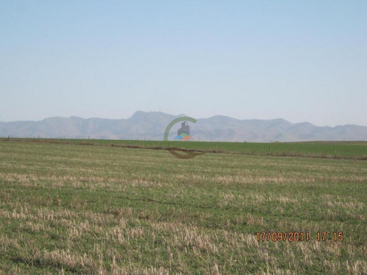 530 Ha Mixto - Coronel Suarez