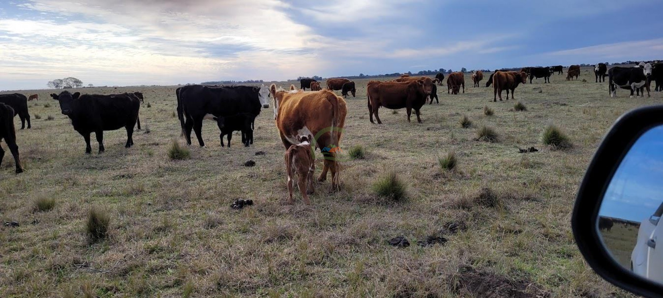 1354 Ha Mixto - Carhue