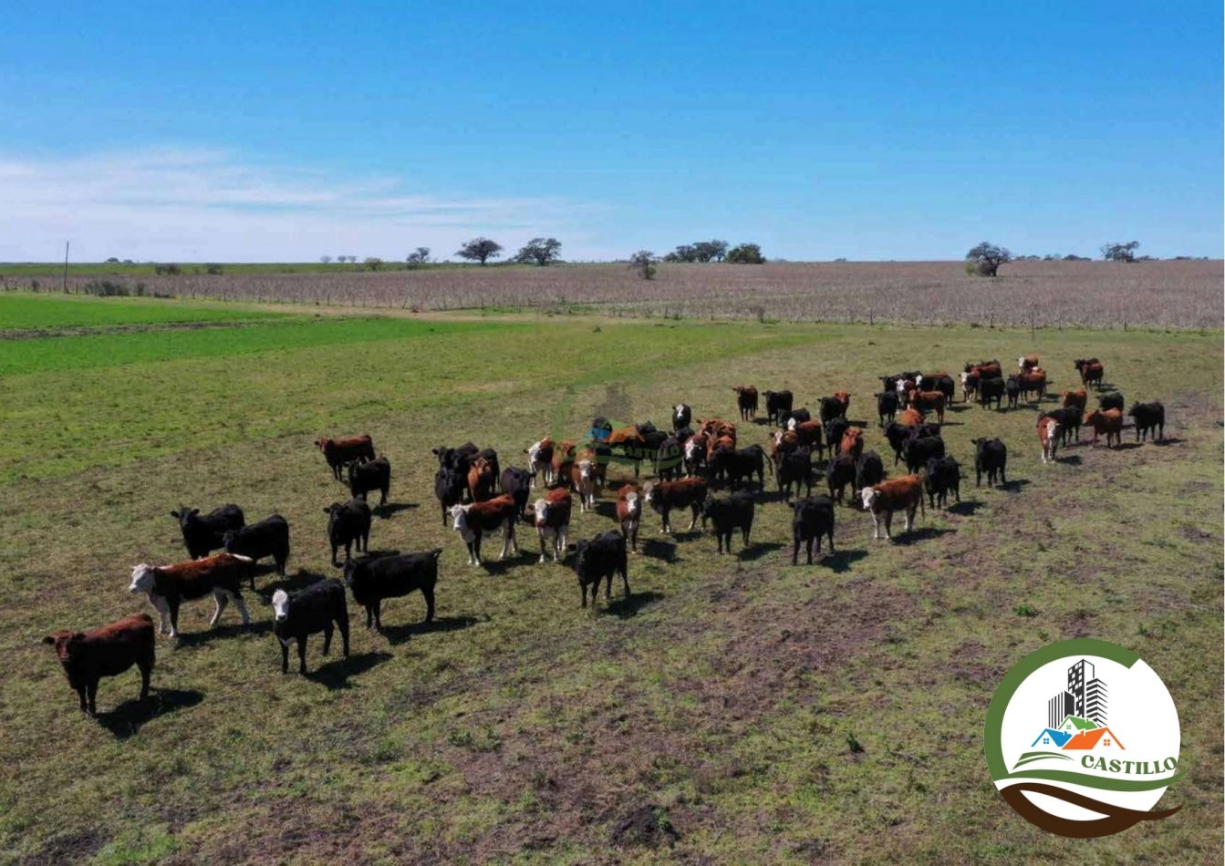 2658 ha Mixto - Entre Rios