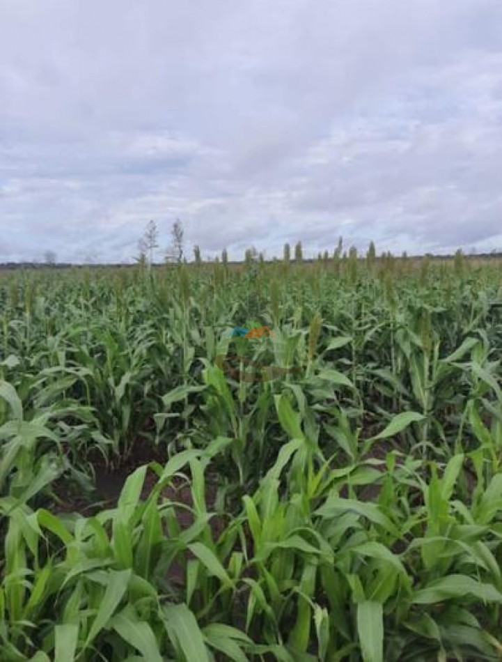 450 Ha Mixtas - Quitilipi - Chaco