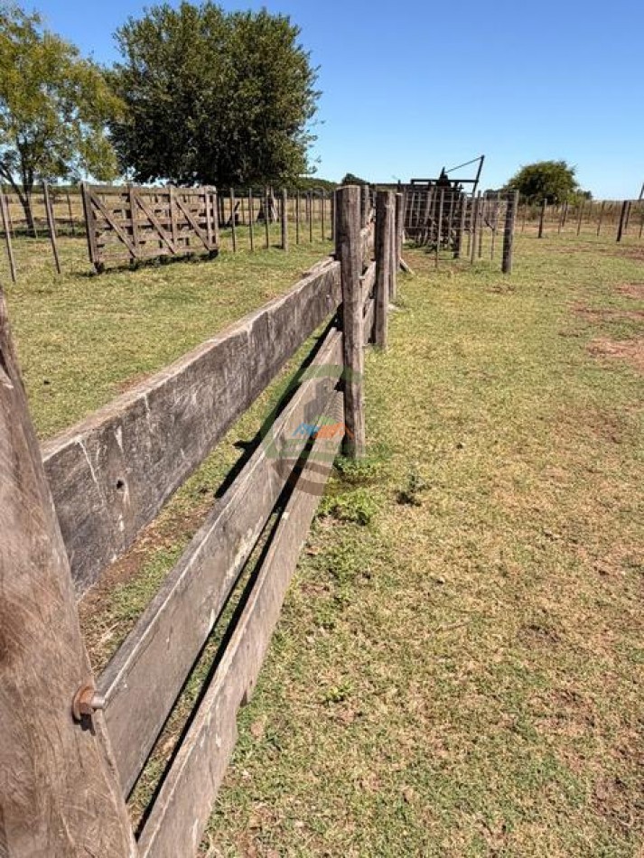 469 Ha Mixto - Chascomus