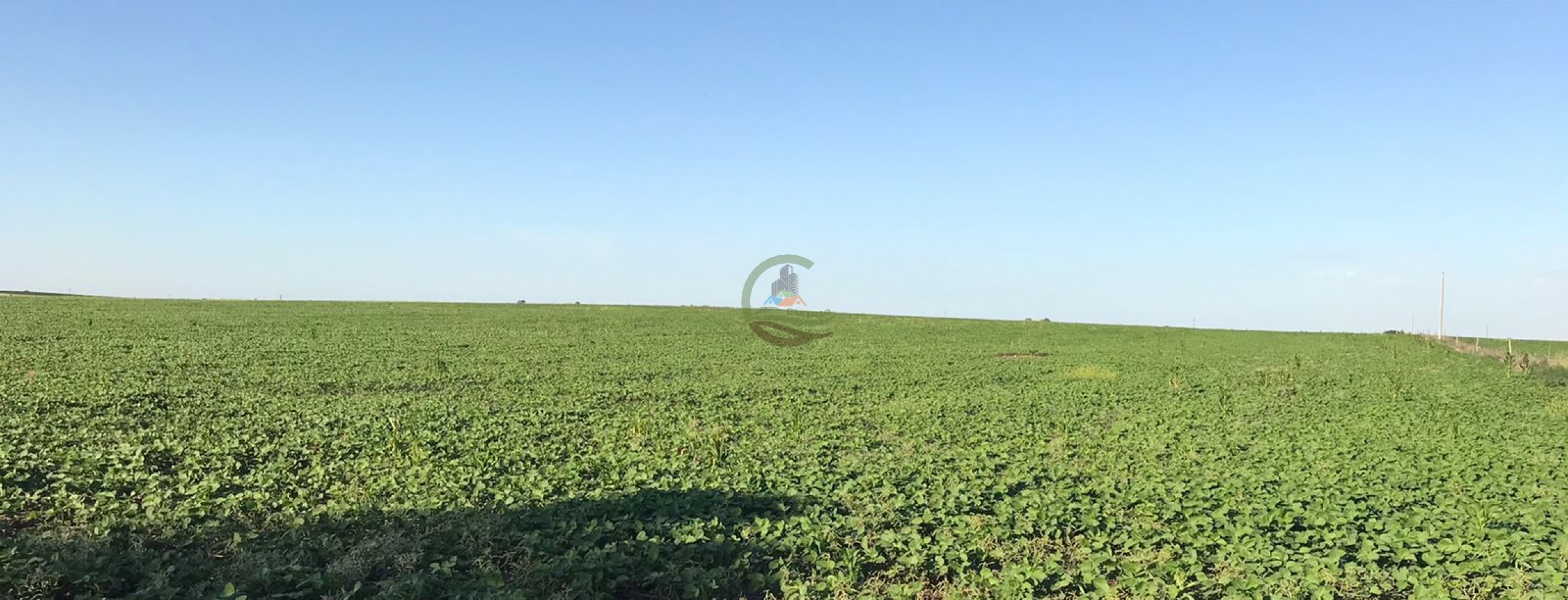 100 Ha Agricolas - Carhue - Alquiler