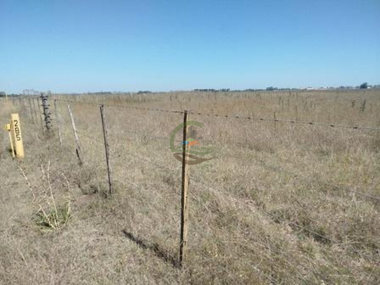 43 Ha mixto - Olavarria