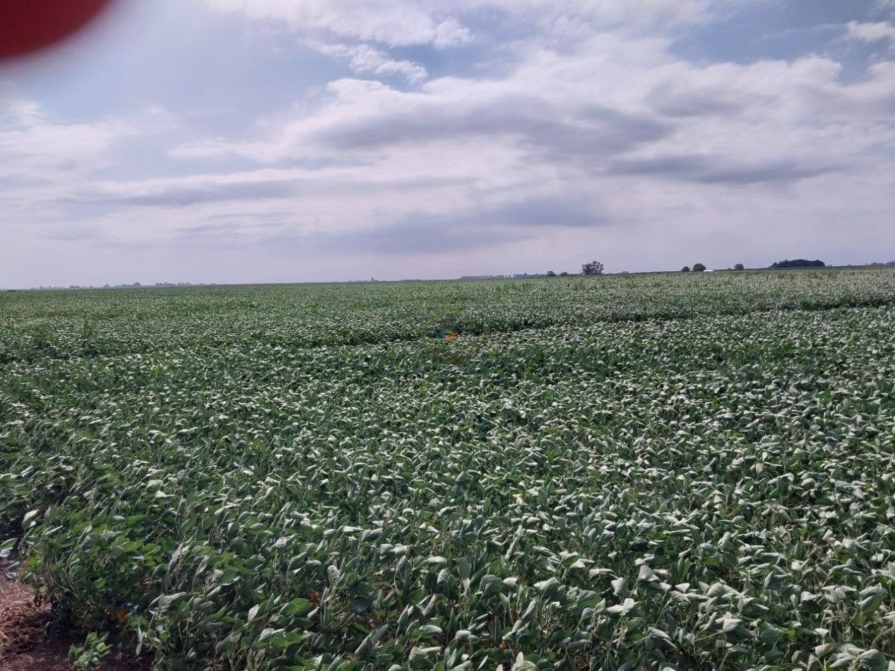 515 ha MIxtas - Pergamino