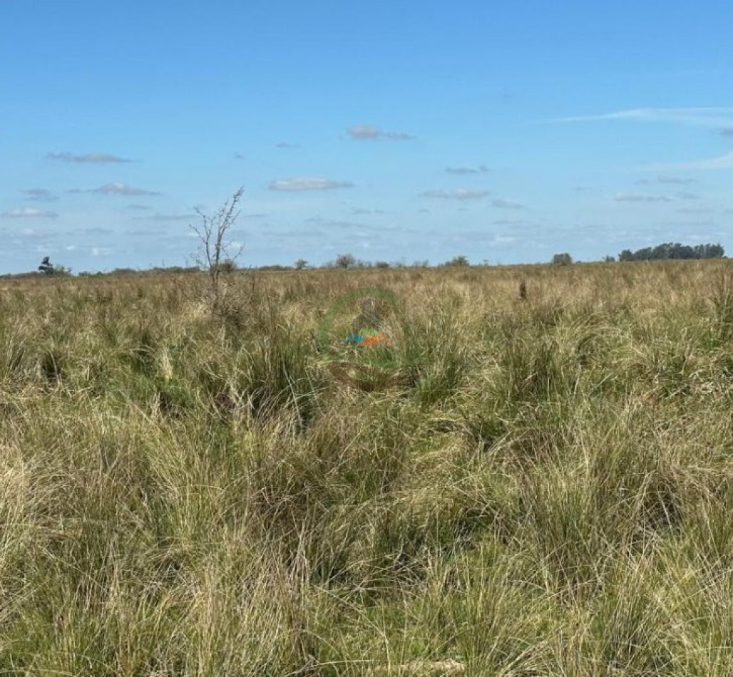 220 Ha Ganadero - Oliden - Brandsen