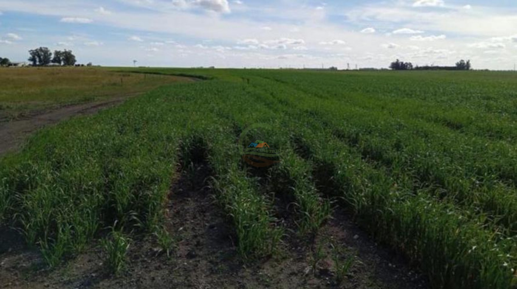 475 Ha Agricolas - Lumb - San Cayetano