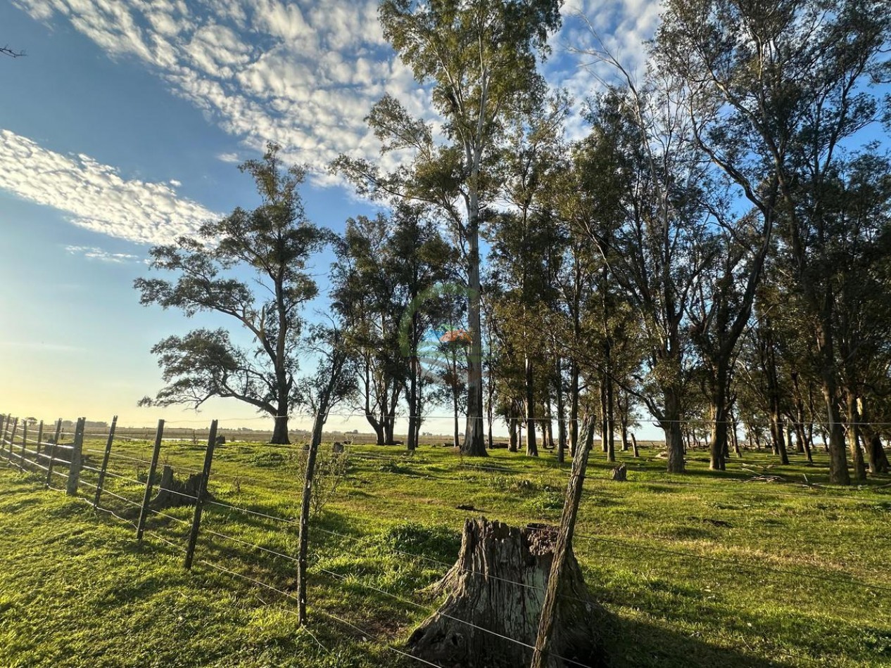 114 Ha Mixto - La Delfina - General Viamonte